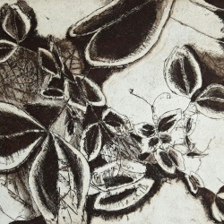 genevieve guadalupe plantule etching